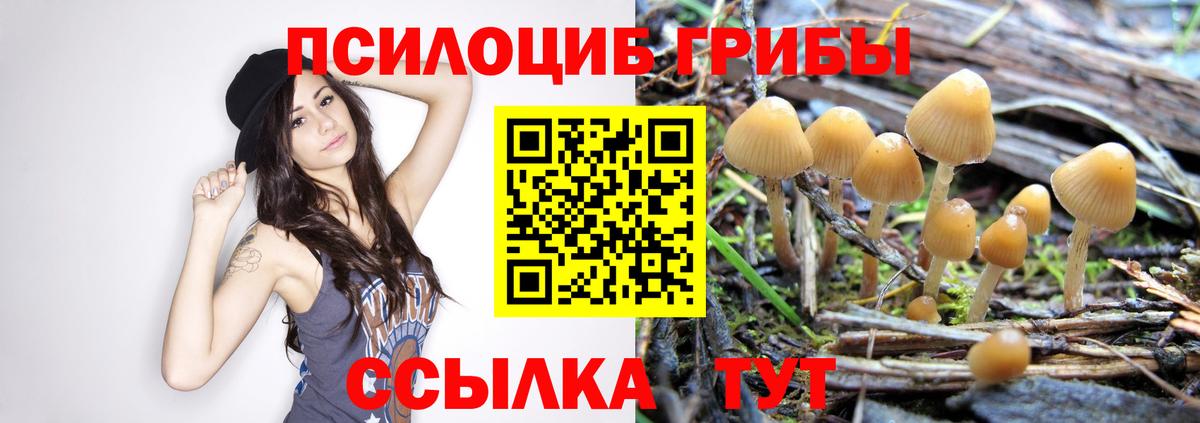 Заволжье  Псилоцибиновые грибы прущие грибы  Вход с VPN 